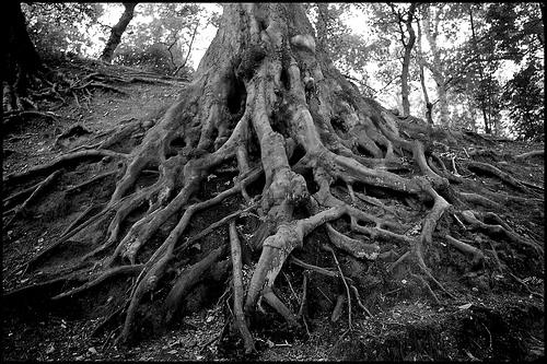 clip art tree roots. clip art tree roots. clip art